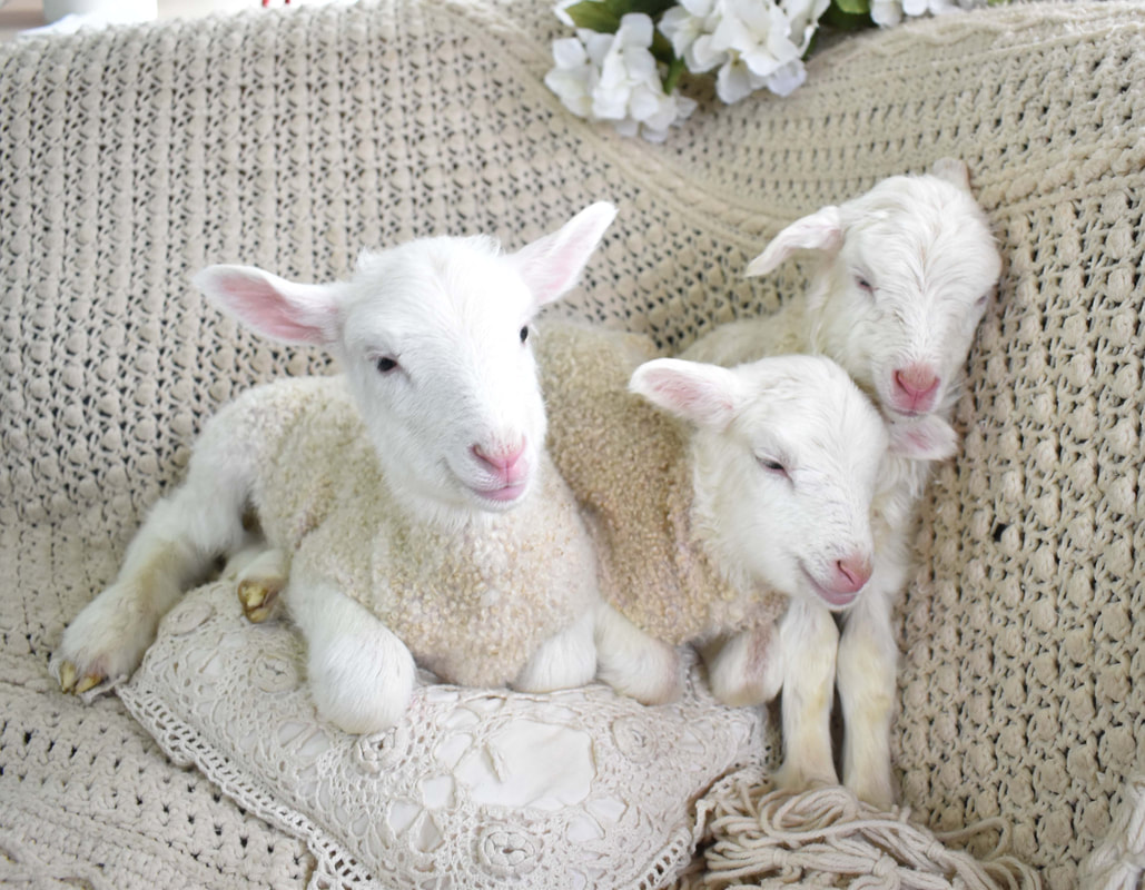 Sheep And Lambs For Sale – How Can I Get The Best Trade